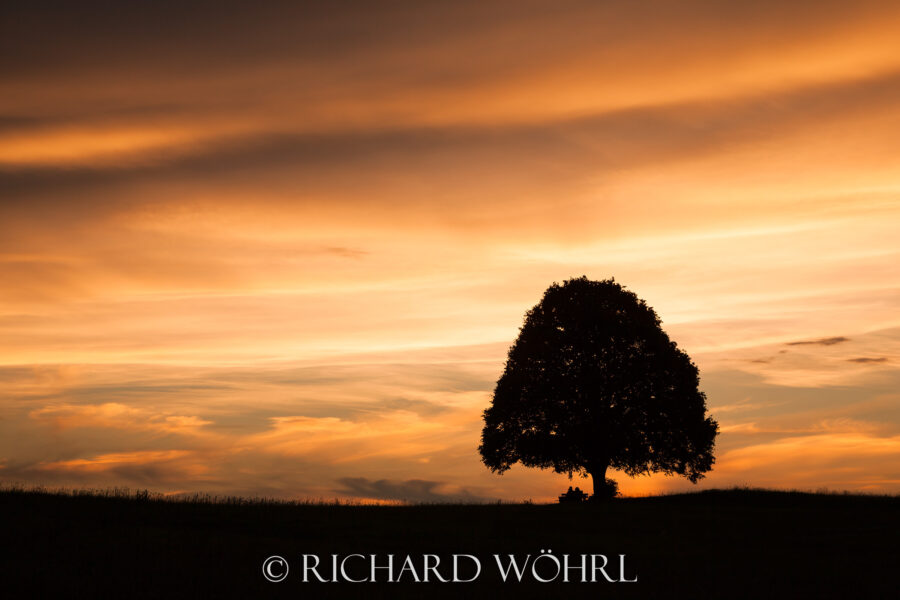 Baum vor untergehender Sonne