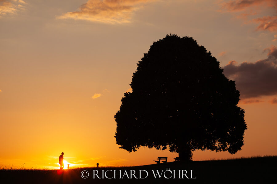 Baum vor untergehender Sonne