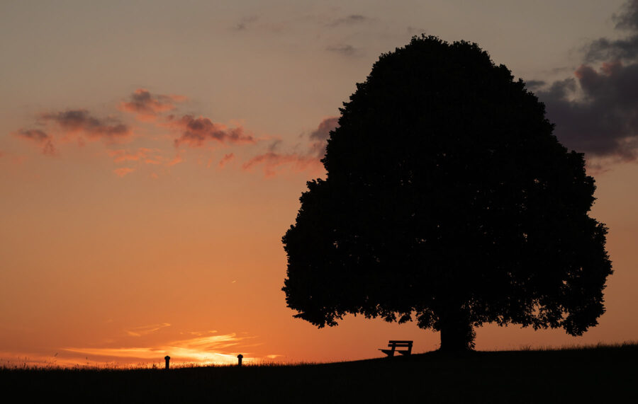 Nach Sonnenuntergang neben Baum
